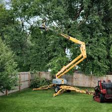 Best Tree Health Inspection  in Mayodan, NC