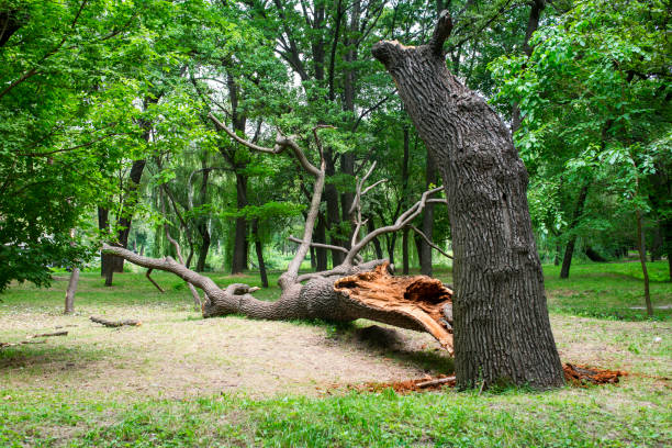 How Our Tree Care Process Works  in  Mayodan, NC